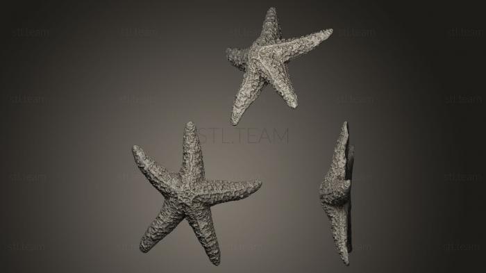 Статуэтки животных Морская звезда